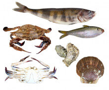 생선&해산물 모음4