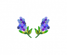 꽃