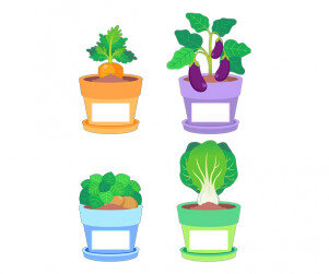 텃밭 작물 화분 이름표(가지,감자,당근,청경채)