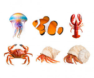 바다 동물(소라게,바닷가재,꽃게,해파리,흰동가리)