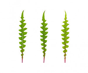 긴 줄기 잎사귀