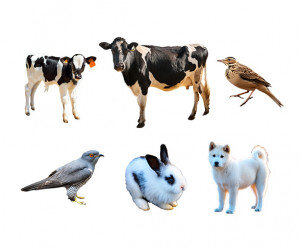 동물(개,젖소,토끼,뻐꾸기,종달새)