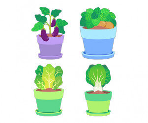 텃밭 작물 화분(가지,감자,청경채,상추)