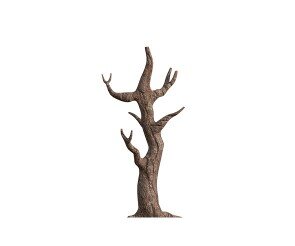 잎사귀 없는 나무