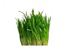 긴 줄기 잎사귀