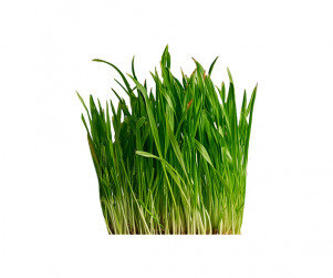 긴 줄기 잎사귀