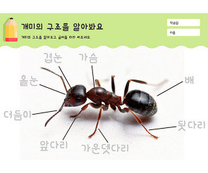 개미의 구조를 알아봐요