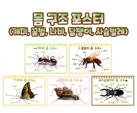 몸 구조 포스터(개미,꿀벌,나비,달팽이,사슴벌레)