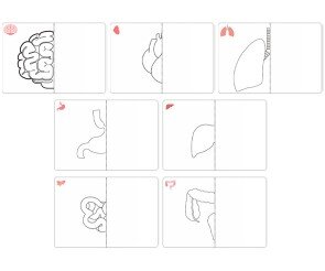 나의 몸속 기관 반쪽 그리기