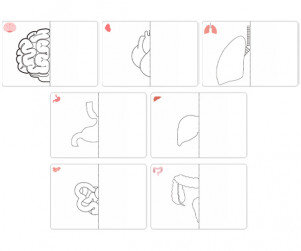 나의 몸속 기관 반쪽 그리기