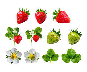 딸기(딸기,잎사귀,꽃)