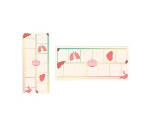 우리 몸속 기관 원고지 레터링(문구없음)