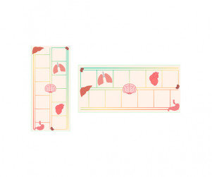 우리 몸속 기관 원고지 레터링(문구없음)