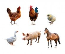 동물(거위,돼지,말,닭,병아리)