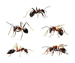 개미, 여왕개미