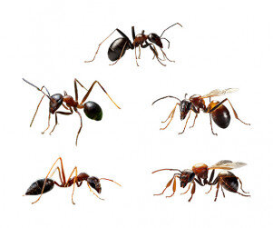 개미, 여왕개미
