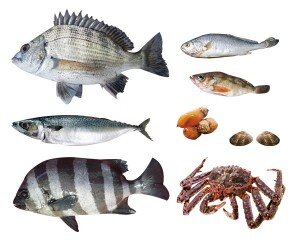 생선&해산물 모음2