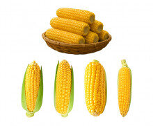 옥수수