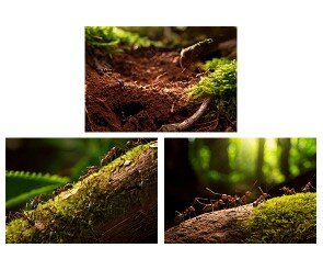 숲속 개미 배경