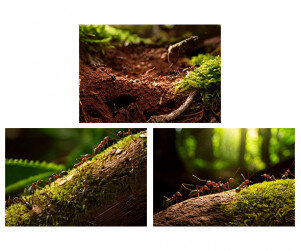 숲속 개미 배경