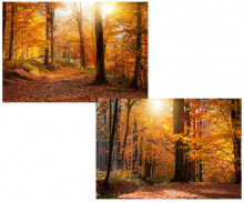 가을 숲속 배경