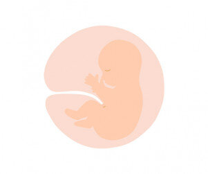 뱃속 태아 모습