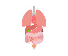 사람 몸속 기관(장기)