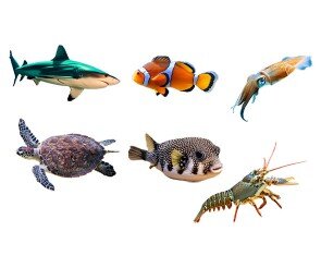 바다 동물(바다거북,상어,복어,오징어,바닷가재,흰동가리)