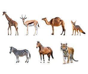 동물(가젤,낙타,사막여우,말,기린,호랑이,얼룩말)