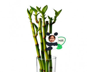 판다 화분 합성 이름표