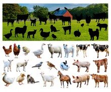 [개별도안] 농장에 사는 동물 그림자 맞추기(실사)