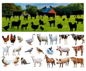 [개별도안] 농장에 사는 동물 그림자 맞추기(실사)