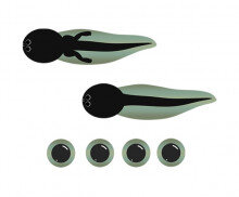 개구리알, 올챙이