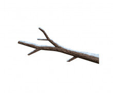 눈 쌓인 나뭇가지