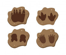 공룡 화석(공룡 발자국)