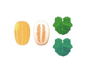 참외, 참외 잎사귀 모음