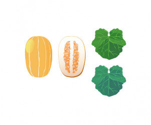 참외, 참외 잎사귀 모음