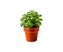 바질 화분