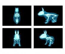 동물 엑스레이(토끼)