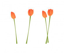 튤립(주황)