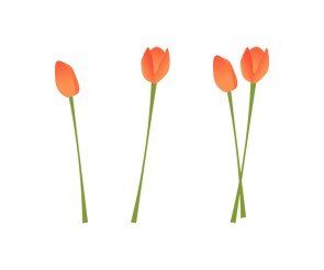 튤립(주황)