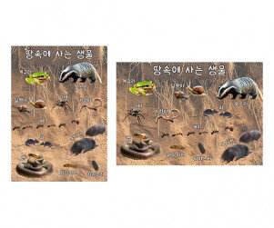 땅속에 사는 생물