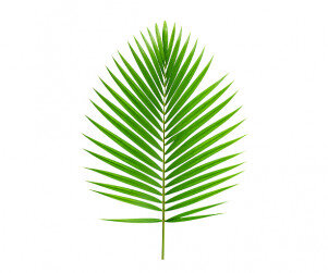 야자수 잎