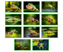 개구리 사진 액자