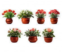 꽃 화분(장미,카네이션,튤립,치자나무)