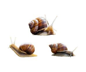 달팽이