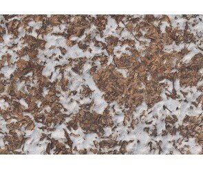 나뭇잎에 눈 내린 배경